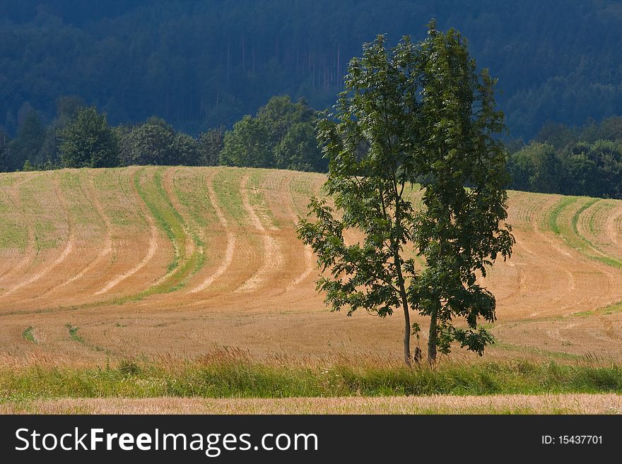 Tree On A Field