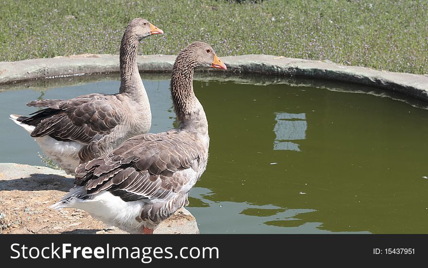 Two brown geese near the lake where they live