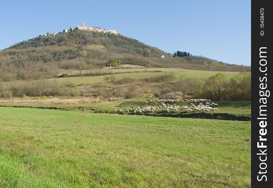 Rural landscape; sunlit medieval town on the top of the hill, with some sheep in the river valley, green grass in the front focus, and bright blue sky above Location: Motovun, Istria, Croatia, Europe *with space for text (copyspace) **RAW format available at request. Rural landscape; sunlit medieval town on the top of the hill, with some sheep in the river valley, green grass in the front focus, and bright blue sky above Location: Motovun, Istria, Croatia, Europe *with space for text (copyspace) **RAW format available at request