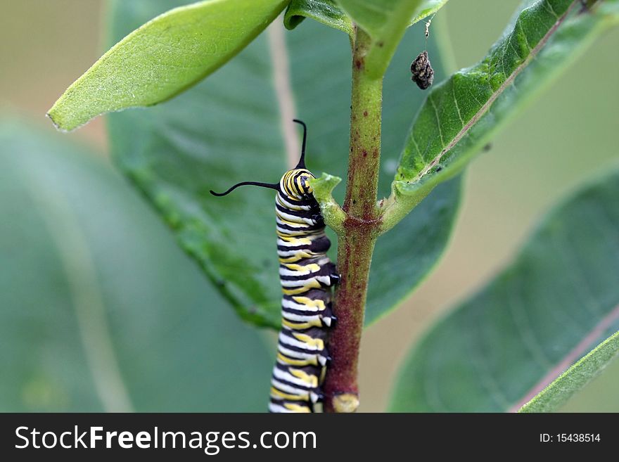 Caterpillar Monarch Butterfly feeding on Milkweed leaf