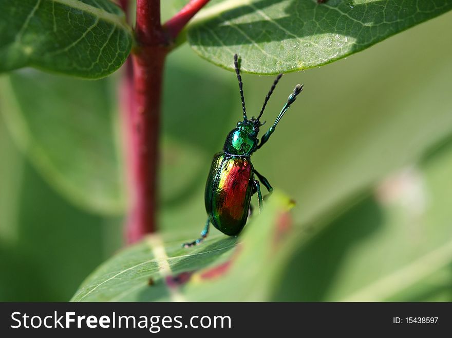 Dog-bane Leaf Beetle - Chrysochus moving up milkweed plant