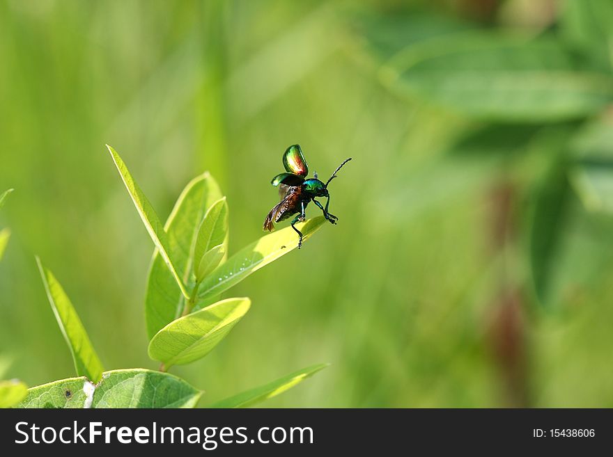 Dog-bane Leaf Beetle - Chrysochus moving up milkweed plant