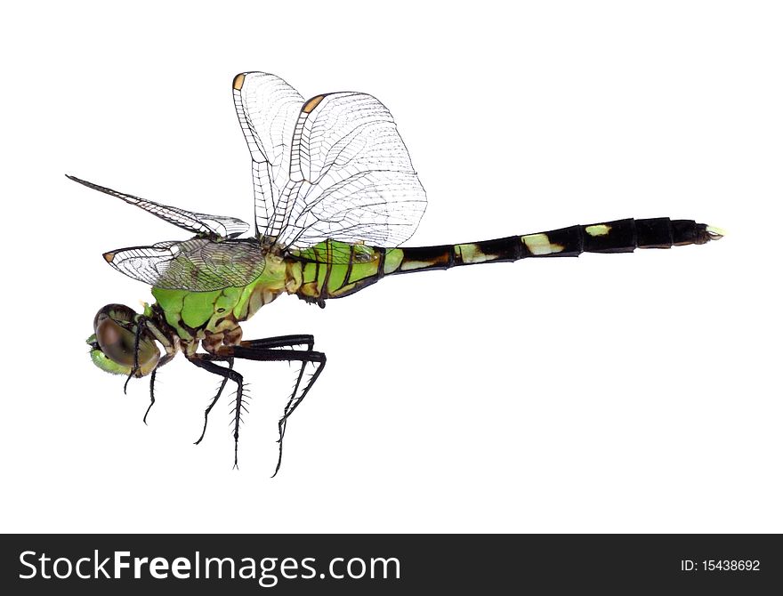 Eastern pondhawk dragonfly, Erythemis simplicicollis, isolated on white