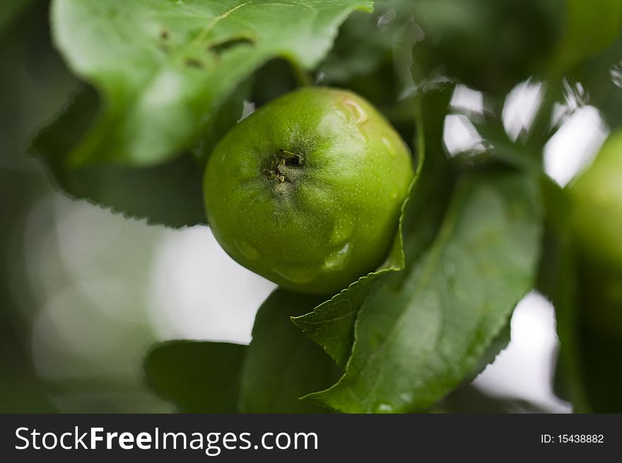 Green apple growing on an apple-tree branch. Green apple growing on an apple-tree branch