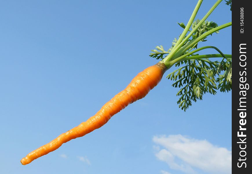 Young Carrots Skyline.