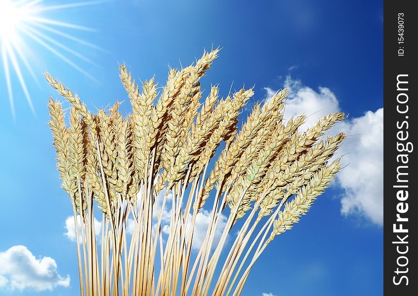 Wheat On Blue Sky Background