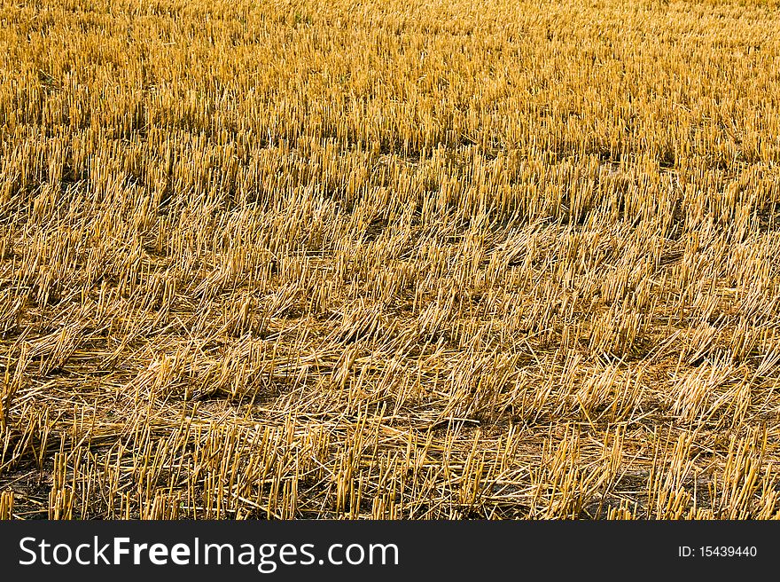 Field on which have already gathered an evolved crop of wheat. Field on which have already gathered an evolved crop of wheat