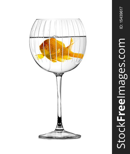 Gold vibrant fish swimming in big stylish glass goblet. Gold vibrant fish swimming in big stylish glass goblet