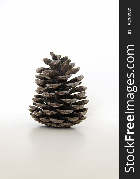 Isolated Old Pine Cone