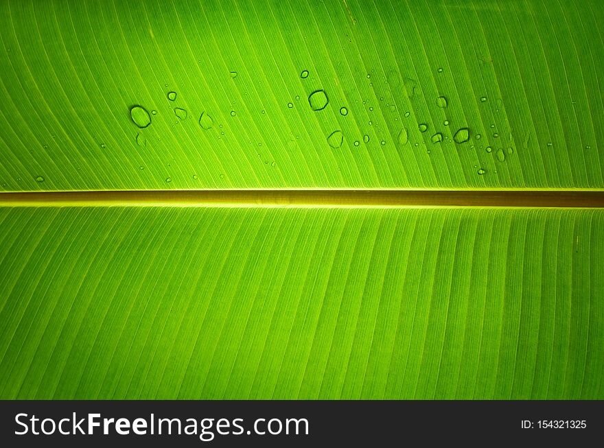 Leaf Veins