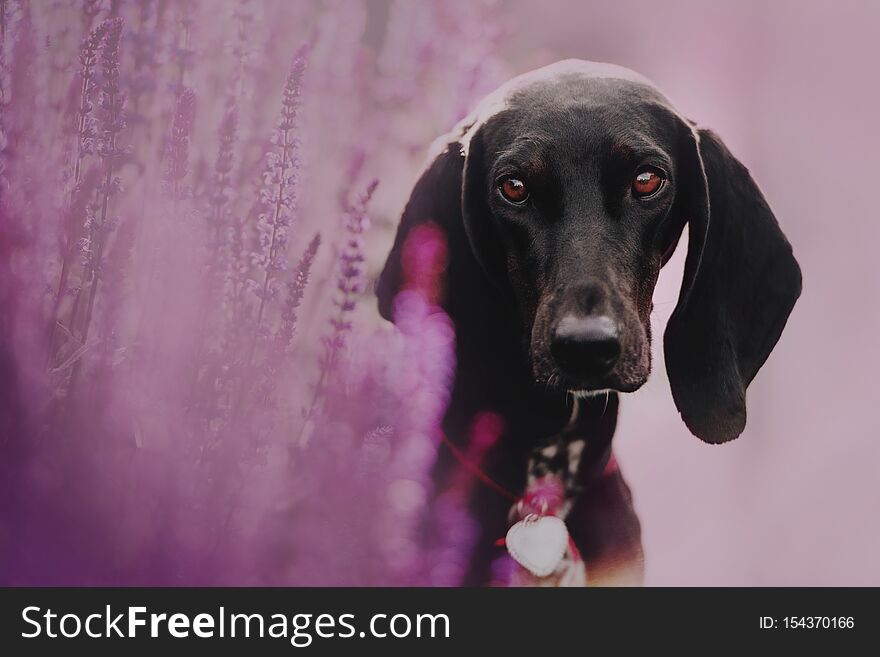 Hound dog portrait in summer in nature and pink flowers. Hound dog portrait in summer in nature and pink flowers
