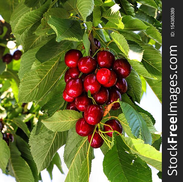 Red sweet cherry grows on the tree. Ripe juicy berries and green leaves against sunlight. Fruit orchard. Gardening. Agriculture. Harvesting on sunny day. Red sweet cherry grows on the tree. Ripe juicy berries and green leaves against sunlight. Fruit orchard. Gardening. Agriculture. Harvesting on sunny day