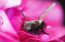 Fly About To Fly Royalty Free Stock Photo Fly About To Fly Royalty Free Stock Photo