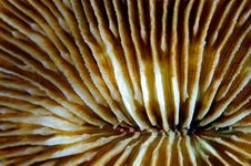 Close-up Of A Fungia Coral Royalty Free Stock Image Close-up Of A Fungia Coral Royalty Free Stock Image