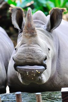 Endangered White Rhinoceros Stock Photos