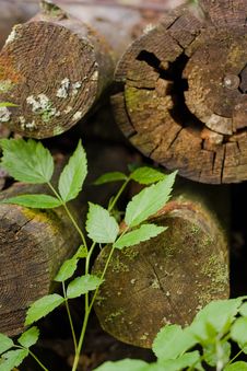 Old Logs And New Sprout Royalty Free Stock Photos Old Logs And New Sprout Royalty Free Stock Photos