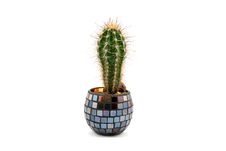 Cactus In Decorative Pot Royalty Free Stock Photos