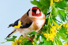 Goldfinch Royalty Free Stock Photo
