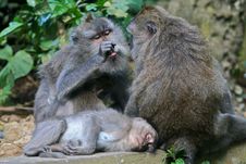 Long Tailed Macaque Sleeping Stock Photo