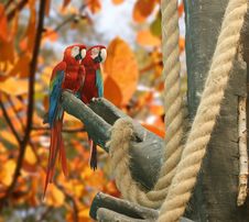 Parrot - Red Blue Macaw Royalty Free Stock Images