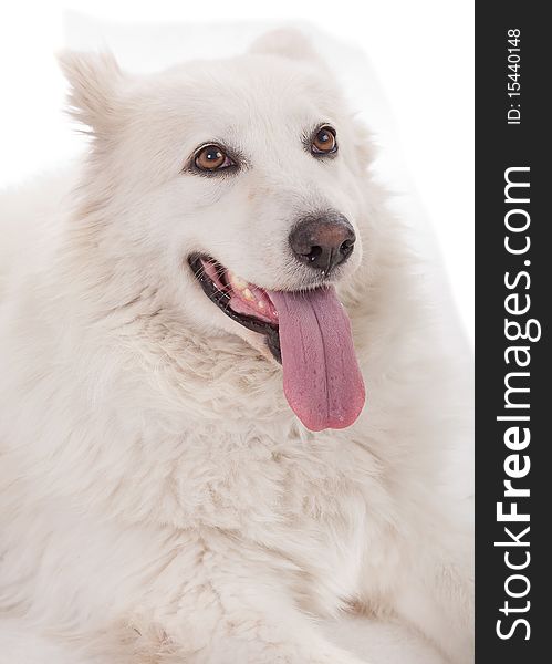 Portrait of a beautiful purebred white dod severe sitting on a floor. Portrait of a beautiful purebred white dod severe sitting on a floor