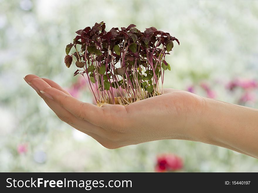 Alfalfa sprout in female hand on light green background. Alfalfa sprout in female hand on light green background.
