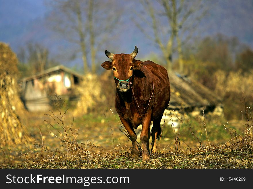 Chinese cattle standing,shanxi province,China.