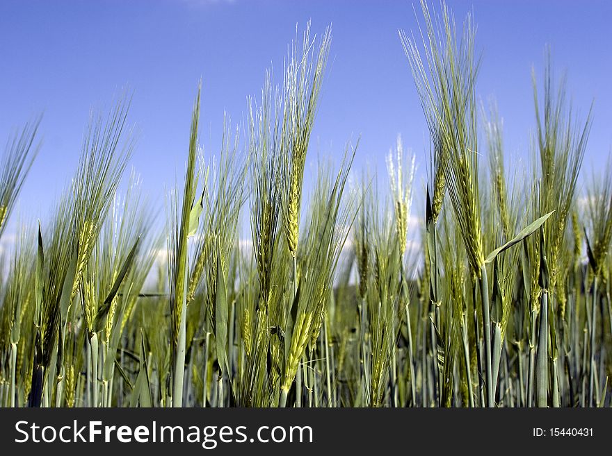 Green rye and blue sky