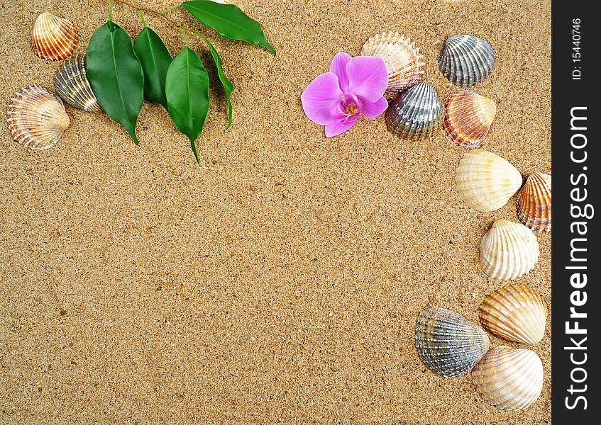 Tropical frame - beach with shells and orchid. Tropical frame - beach with shells and orchid