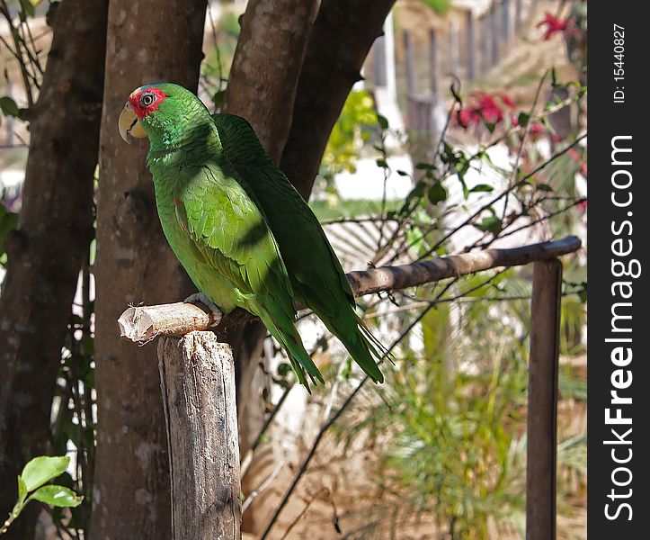 Two parrots sitting on a wooden railing in Mexico.