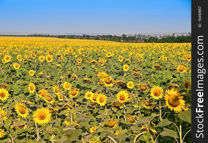 Field of sunflowers with a blue Sky. Field of sunflowers with a blue Sky