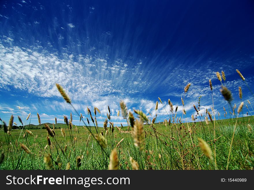 The beautiful view of blue sky，cloud,grass。. The beautiful view of blue sky，cloud,grass。