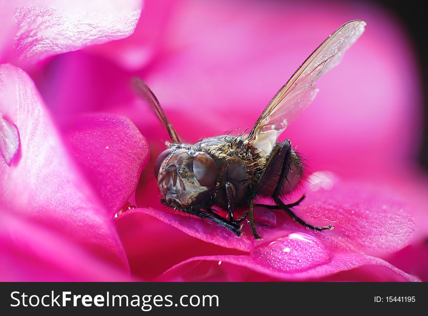 Macro image of a house fly. Macro image of a house fly