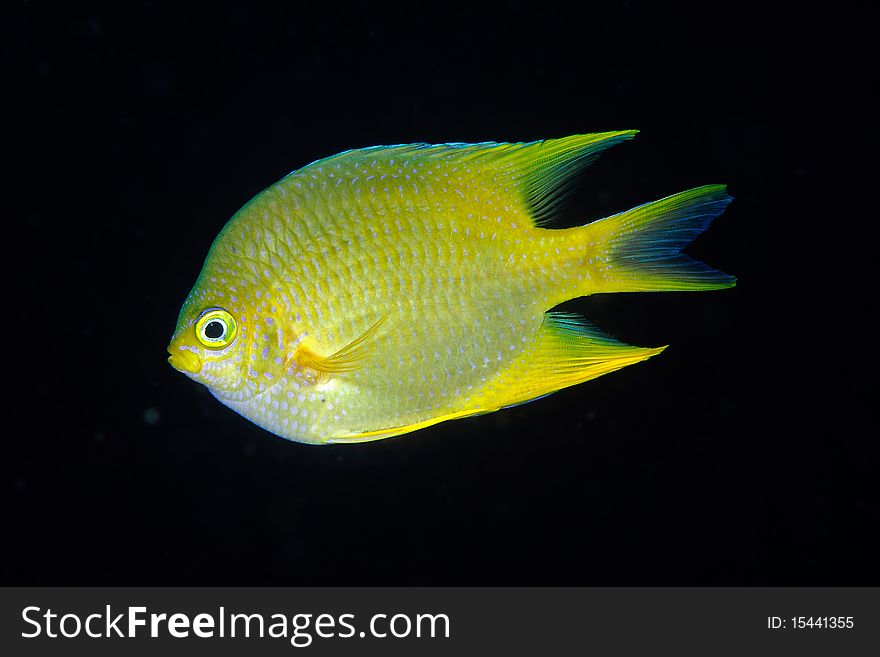 A Golden damselfish on a coral reef in Bali, Indonesia. A Golden damselfish on a coral reef in Bali, Indonesia.