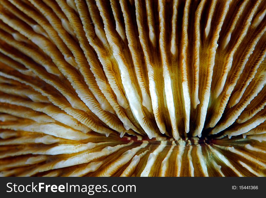 Close-up of a Fungia coral on a reef in Bali, Indonesia.