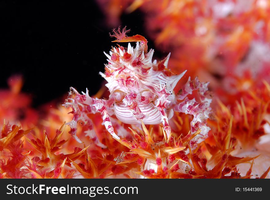 A small crab camouflaged on a soft coral. A small crab camouflaged on a soft coral.