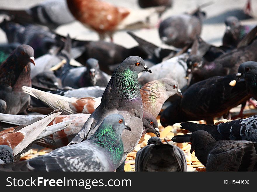 Group Of Pigeons