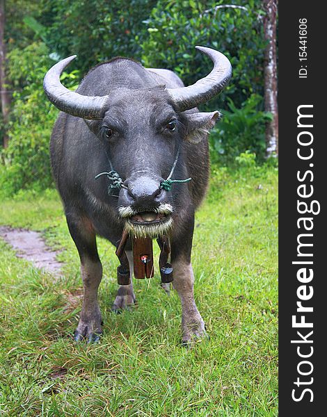 Front view of Thai buffalo