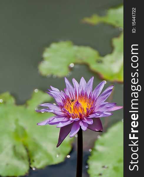Bloosom violet lotus and insect. Bloosom violet lotus and insect