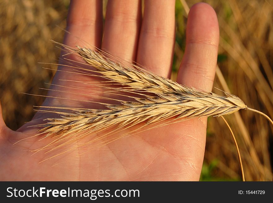 Two attractive, ripen, wheaten ears on the left palm. Two attractive, ripen, wheaten ears on the left palm