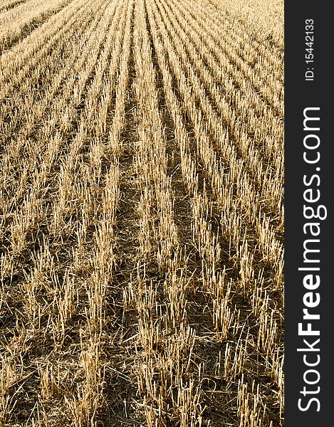 Harvested cereal field in summertime