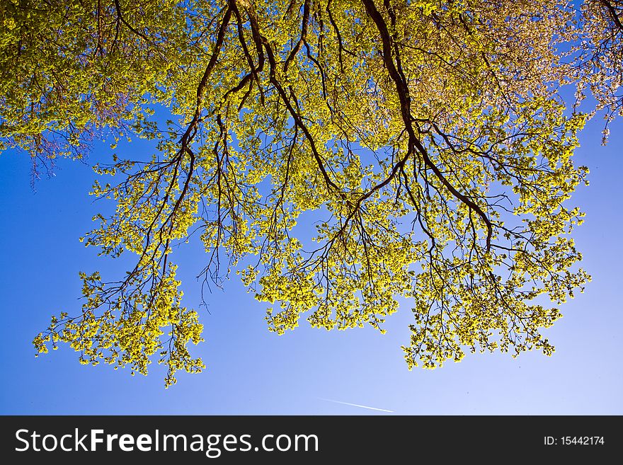 Leaves Of A Tree In Intensive Light