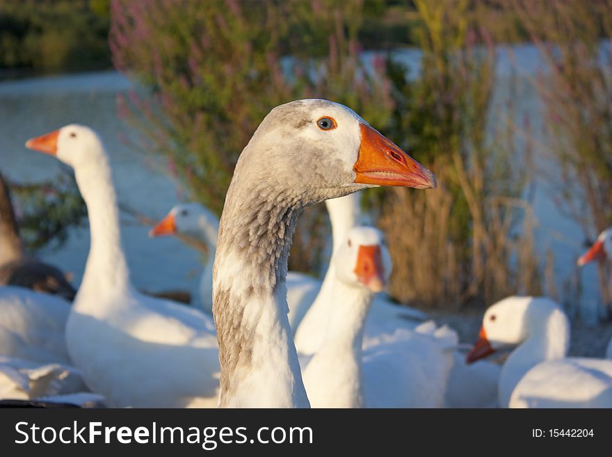 Some white geese near lake