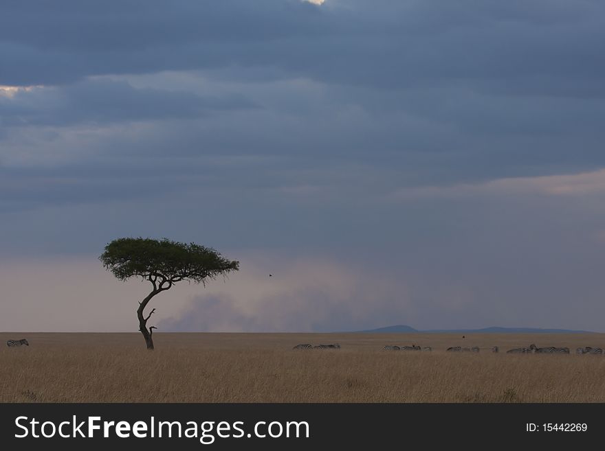 A lone tree in the Masai Mara reserve
