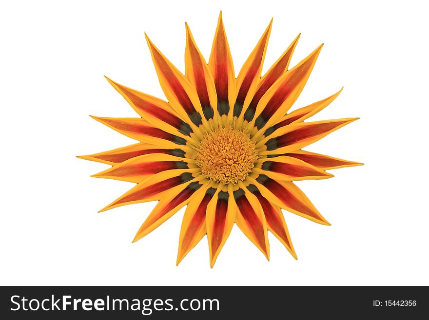 Star sunflower at isolated background