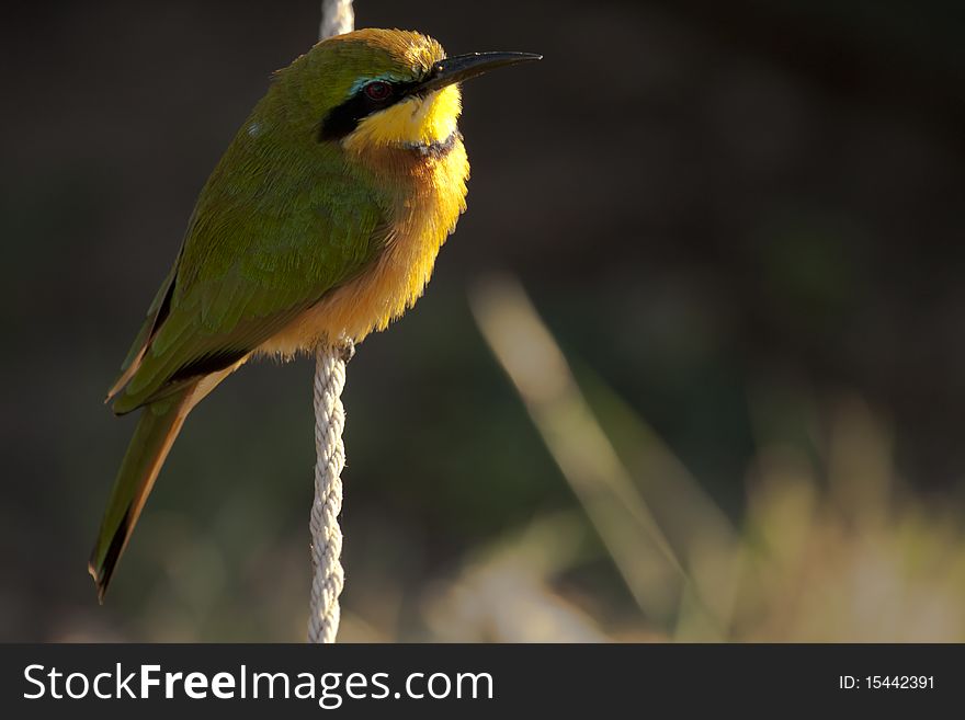 Bee eater sitting on a rope