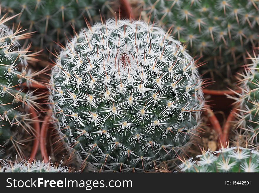 Cactus mini in cup at home garden