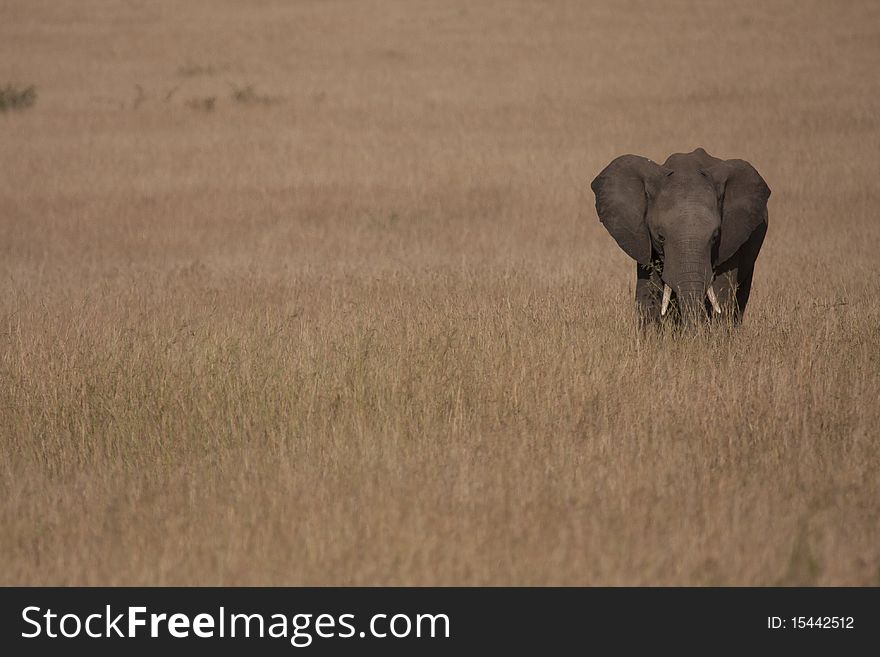African elephant alone in masai mara game reserve