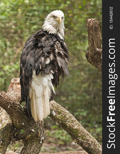 This eagle knew I was near taking his image with a zoom lens, he flew away shortly afterwards. This eagle knew I was near taking his image with a zoom lens, he flew away shortly afterwards.