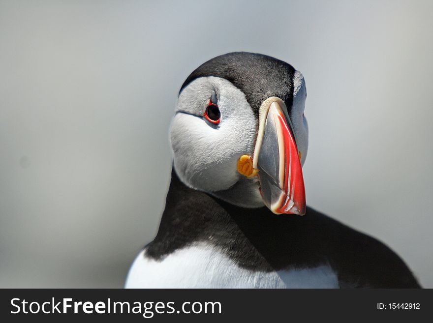 Lonely Puffin